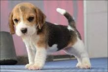 CKC Registered Male And Female Beagle Puppies