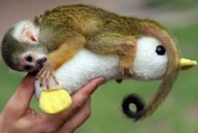 free available squirrel monkey