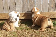 Friendly English bulldog puppies.