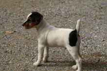 Humble jack russell puppies