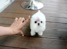 Male and Female Teacup Maltese Puppies