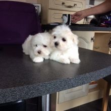 Maltese puppies available for new homes now ##315-364-1690