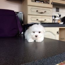 Maltese Puppies Needs a New Family 315-364-1690