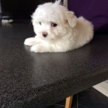 Maltese Puppies Ready for Adoption xx 315-364-1690