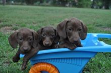 Mini Dachshund Pup