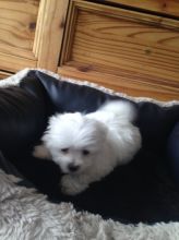 Teacup Maltese Puppies Needs a New Family text 315-364-1690