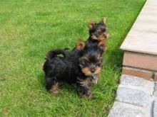 Yorkie puppies ready for adoption call/text (804)5972801