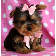 Two Cute Yorkie Puppies for a home