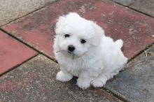Xc Snow white Maltese puppies Available text 315-364-1690