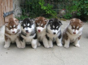 Akc Pure Breed Siberian Husky Puppies. Image eClassifieds4u