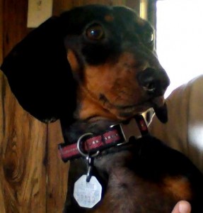 Dachshund male 25 weeks Image eClassifieds4u