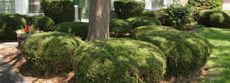 Davis Tree Service Image eClassifieds4u