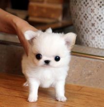 Chihuahua Pup Image eClassifieds4U