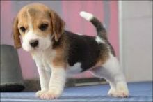 CKC Registered Male And Female Beagle Puppies Image eClassifieds4U