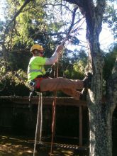 Davis Tree Service Image eClassifieds4u 2