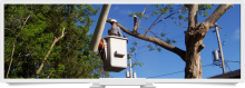 Davis Tree Service Image eClassifieds4u 3