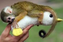 free available squirrel monkey Image eClassifieds4U