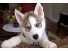 Siberian Husky Pup Image eClassifieds4U