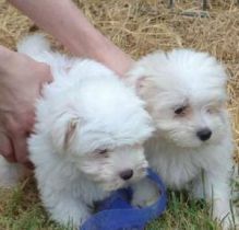Tiny Show Quality Maltese puppies for adoption 315-364-1690 Image eClassifieds4U
