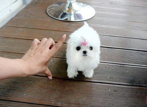 Male and Female Teacup Maltese Puppies Image eClassifieds4u