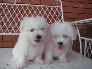 Outstanding Teacup Maltese Puppies Image eClassifieds4u