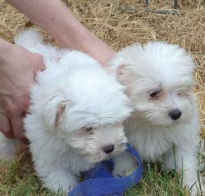 Tiny Show Quality Maltese puppies for adoption 315-364-1690 Image eClassifieds4u