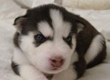 2 black and white male Siberian Husky with blue eyes