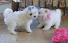 Adorable outstanding Maltese puppies--amanda.brenda292@gmail.com