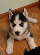 Affectionate black and white male Siberian Husky with blue eyes