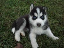 charming black and white male Siberian Husky with blue eyes
