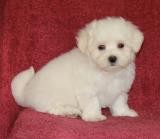 Male and Female Maltese Puppies--amanda.brenda29.2@gmail.com