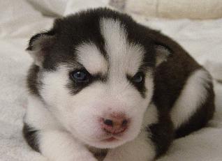 2 black and white male Siberian Husky with blue eyes Image eClassifieds4u