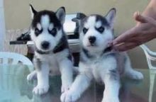 Beautiful Black and White Husky Puppy with Blue Eyes(804) 322-3875 Image eClassifieds4U