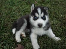 charming black and white male Siberian Husky with blue eyes Image eClassifieds4U