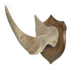Rhino Horn for sale Image eClassifieds4u