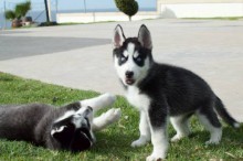 Cute puppies Tica Male and female husky text (407) 442 4849