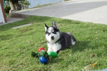 *SOLD and taken by Ariel blue eyed akc pure white female siberian husky puppy