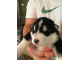 Alaskan Malamute Puppies