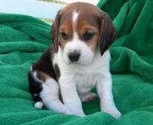 Beautiful Beagle Pups Available