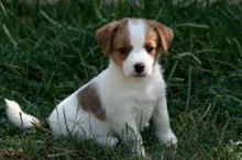 Beautiful Jack Russell puppies for free