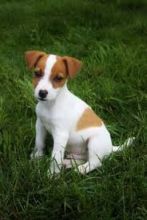 Beautiful Jack Russell puppies for free