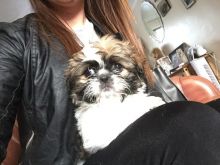 Beautiful Kc Reg Shih Tzu's