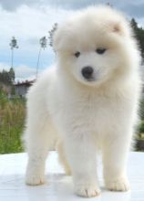 Charming Samoyed Pups available