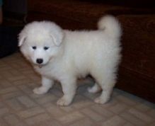 Charming Samoyed Pups available