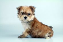 MORKIE PUPPIES FOR SALE