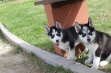 siberian husky stunning akc male agouti husky pup text (407) 442 4849