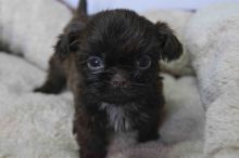 Very Small Kc Reg Lines Shihtzu Puppies