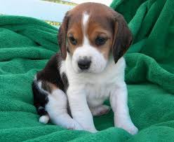 Beautiful Beagle Pups Available Image eClassifieds4u