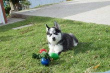 TEXT/CALL (407) 442 4849 AKC light red and white male siberian husky puppy handsome face! Image eClassifieds4U