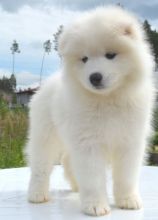 Charming Samoyed Pups available Image eClassifieds4U